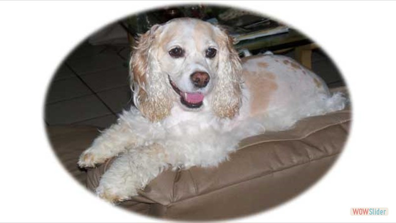 Daisy